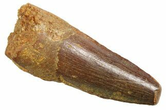 Juvenile Fossil Spinosaurus Tooth - Real Dinosaur Tooth #354822
