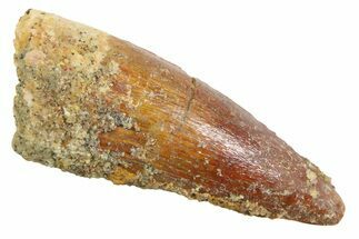Juvenile Fossil Spinosaurus Tooth - Real Dinosaur Tooth #354829
