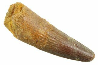 Juvenile Fossil Spinosaurus Tooth - Real Dinosaur Tooth #354834