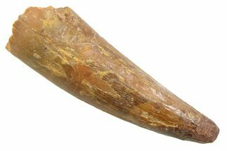 Juvenile Fossil Spinosaurus Tooth - Real Dinosaur Tooth #354845