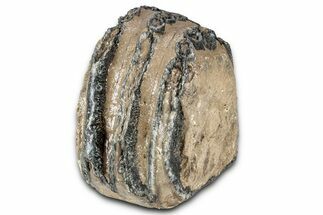 Partial Southern Mammoth Molar - Hungary #357025