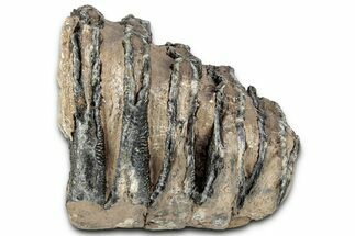 Partial Southern Mammoth Molar - Hungary #357026