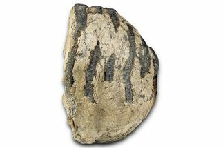 Partial Southern Mammoth Molar - Hungary #357027