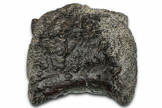 Fossil Sauropod Phalanx Bone - Bone Cabin Quarry, Wyoming #357043