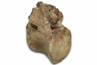 Fossil Dinosaur (Thescelosaurus?) Vertebra - Montana #357047