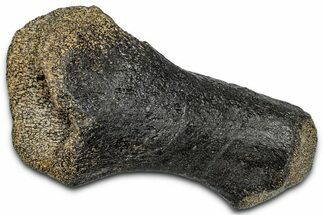 Fossil Sauropod Metatarsal Bone - Bone Cabin Quarry, Wyoming #357054