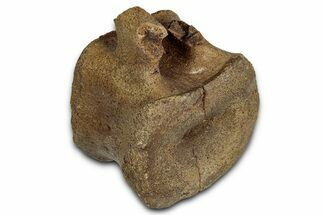 Hadrosaur (Edmontosaurus) Caudal Vertebra Centrum - Wyoming #357059