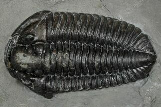 Calymene Niagarensis Trilobite Fossil - New York #357069