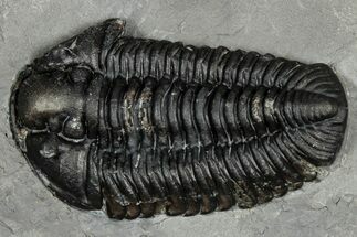 Calymene Niagarensis Trilobite Fossil - New York #357070