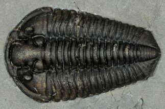 Calymene Niagarensis Trilobite Fossil - New York #357073