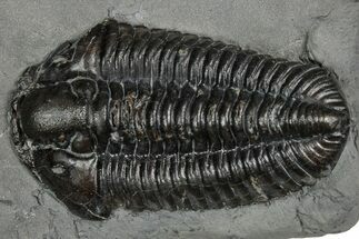 Calymene Niagarensis Trilobite Fossil - New York #357082
