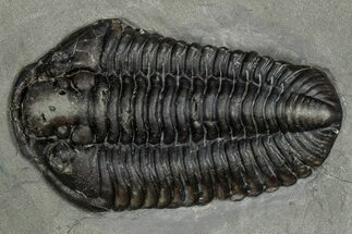 Calymene Niagarensis Trilobite Fossil - New York #357084