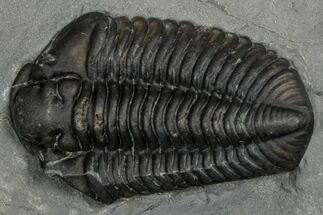 Calymene Niagarensis Trilobite Fossil - New York #357088
