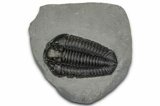 Calymene Niagarensis Trilobite Fossil - New York #357092