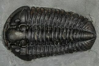 Calymene Niagarensis Trilobite Fossil - New York #357094