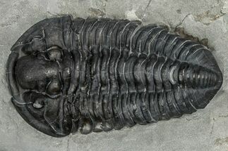 Calymene Niagarensis Trilobite Fossil - New York #357095