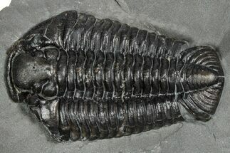Calymene Niagarensis Trilobite Fossil - New York #357098