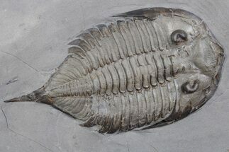 Dalmanites Trilobite Fossil - New York #357124
