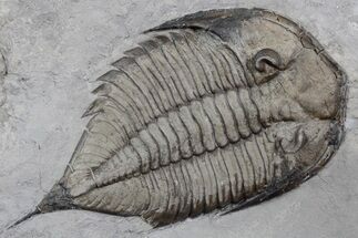 Dalmanites Trilobite Fossil - New York #357130