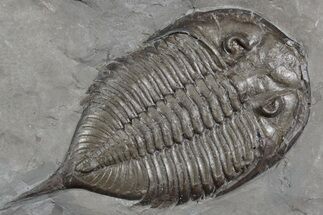 Dalmanites Trilobite Fossil - New York #357133