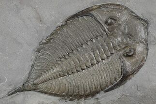Dalmanites Trilobite Fossil - New York #357138