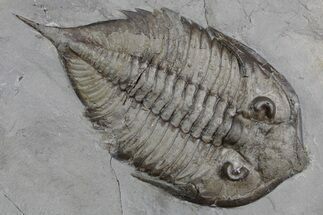 Dalmanites Trilobite Fossil - New York #357145