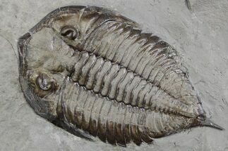 Dalmanites Trilobite Fossil - New York #357147