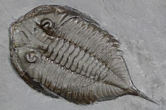 Dalmanites Trilobite Fossil - New York #357151