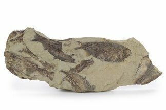 Fossil Fish (Gosiutichthys) Mortality Plate - Wyoming #357158