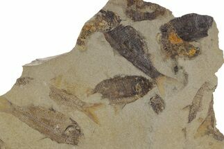 Fossil Fish (Gosiutichthys) Mortality Plate - Wyoming #357167