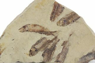 Fossil Fish (Gosiutichthys) Mortality Plate - Wyoming #357170