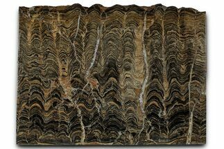 Polished Stromatolite (Greysonia) Slab - Bolivia #357102