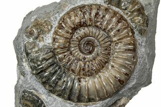 Jurassic Ammonite (Promicroceras) Fossil - Lyme Regis #357114