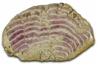 Buy Miscellaneous Fossils