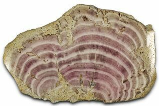 Buy Miscellaneous Fossils