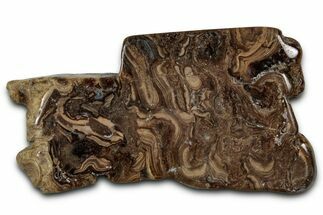 Polished Fossil Stromatolite (Chlorellopsis?) Slab - Wyoming #357265