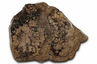 Polished Fossil Stromatolite (Chlorellopsis?) Slab - Wyoming #357269