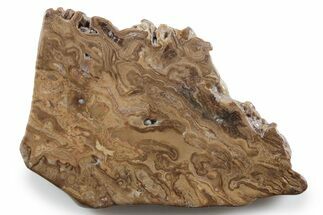 Polished Fossil Stromatolite (Chlorellopsis?) Slab - Wyoming #357276