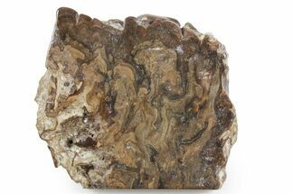 Polished Fossil Stromatolite (Chlorellopsis?) Slab - Wyoming #357286