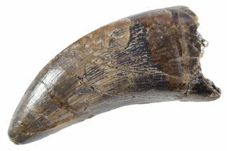 Tyrannosaur (Nanotyrannus) Tooth - Montana #357076