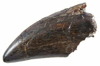 Serrated, Tyrannosaur (Nanotyrannus) Tooth - Montana #357077