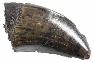 Serrated, Tyrannosaur (Nanotyrannus) Tooth - Montana #357087