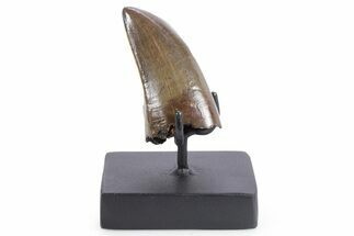 Pristine Serrated Tyrannosaurus (T rex) Tooth - Montana #355459