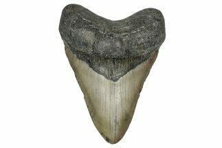 Fossil Megalodon Tooth - North Carolina #349379