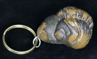 Real Enrolled Reedops Trilobite Keychain #18674