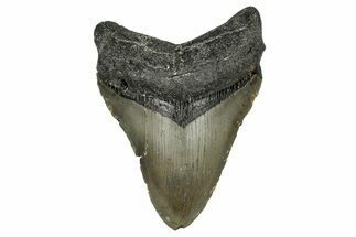 Fossil Megalodon Tooth - North Carolina #349382