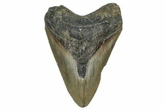 Serrated, Fossil Megalodon Tooth - North Carolina #355859