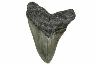 Serrated, Fossil Megalodon Tooth - North Carolina #355860