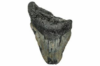 Bargain, Fossil Megalodon Tooth - North Carolina #355867