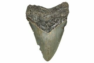 Serrated, Juvenile Megalodon Tooth - North Carolina #355871